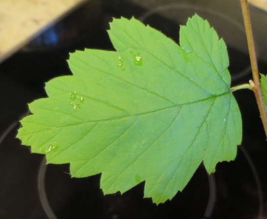 oceanspray leaf