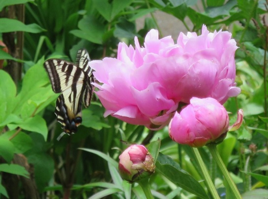 pink peony and friend